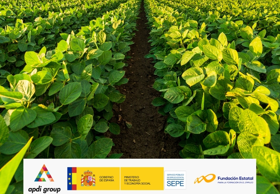 Plantación en el campo con plantas de color verde